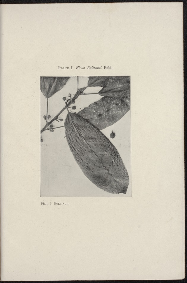 The flora of Curaçao, Aruba and Bonaire - 