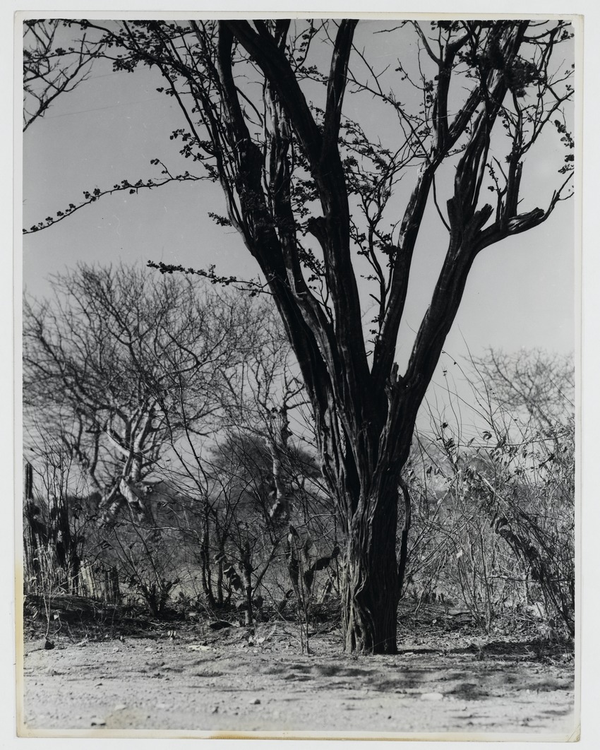 Verfhoutboom (ook wel stokvishout- of Brazielhoutboom) op Bonaire