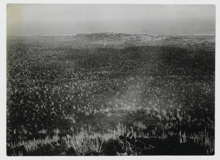 Cereus-landschap aan de zee op Bonaire