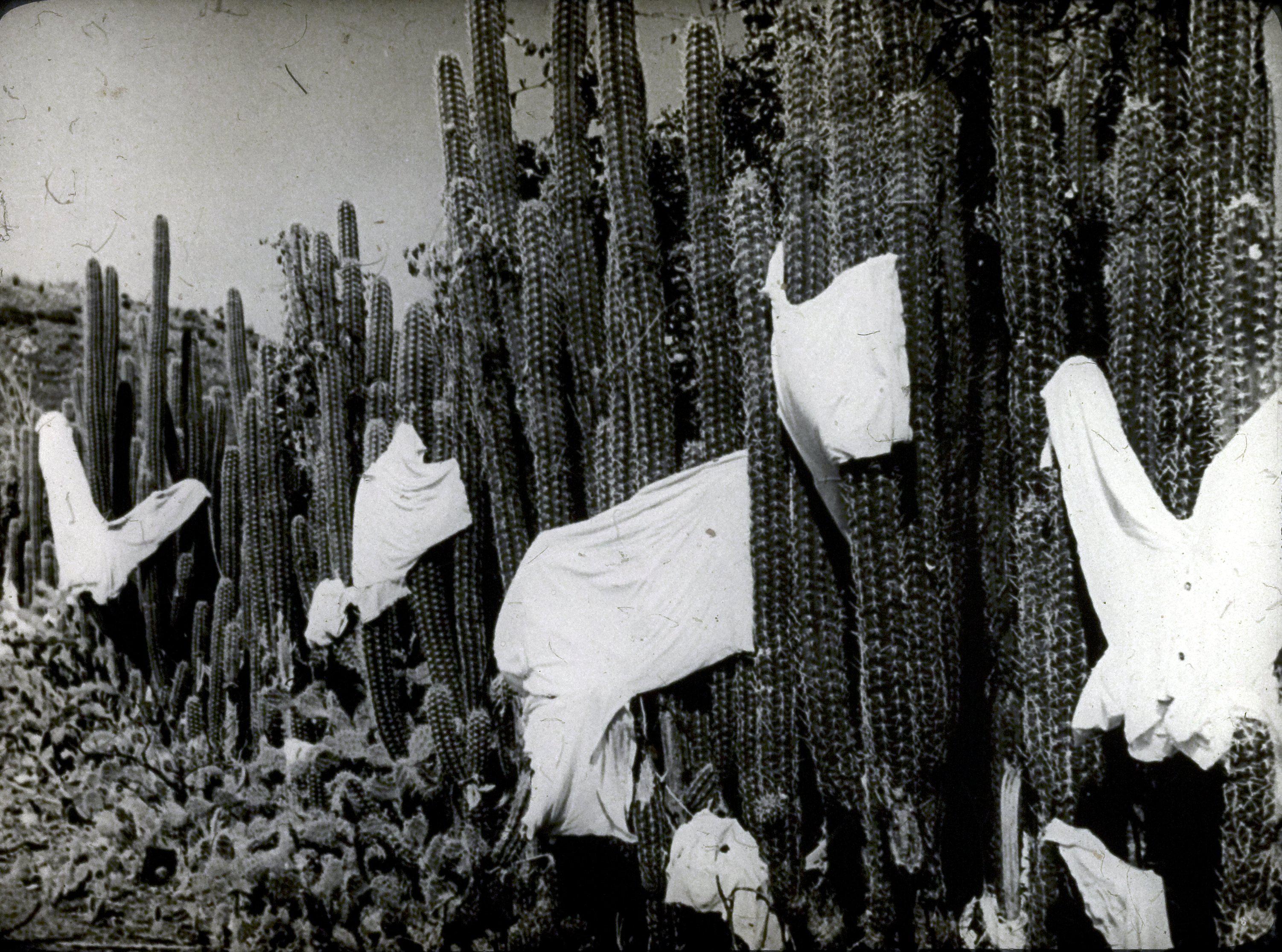 Cactussen op de Nederlandse Antillen