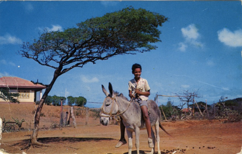 "Dividivi Tree Curcacao, N.A."