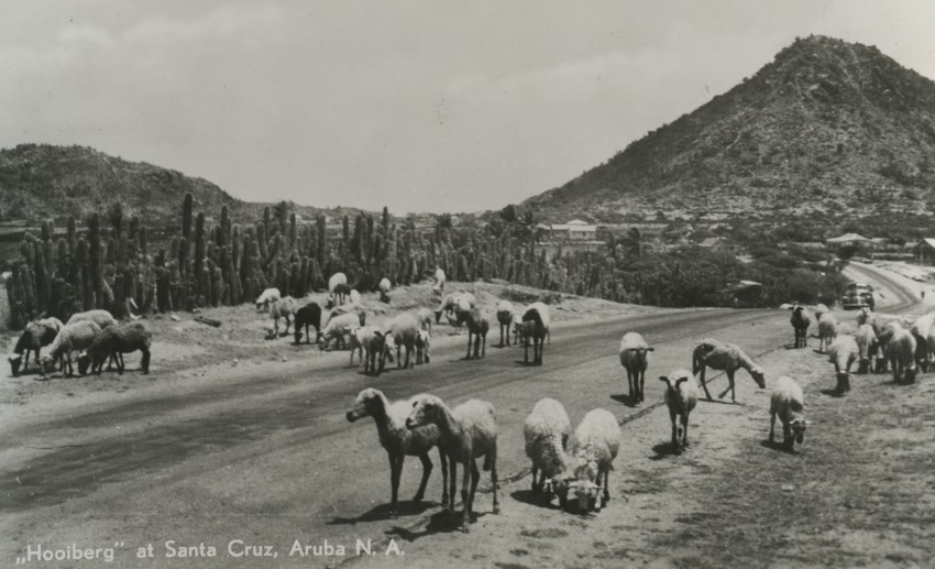 Schapen op een weg te Santa Cruz op Aruba met op de achtergrond de Hooiberg
