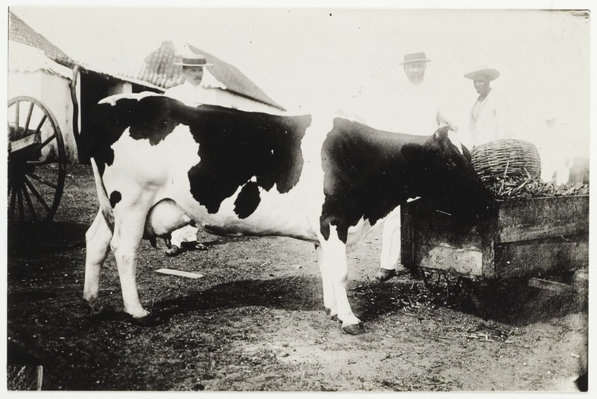 Een Fries-Holsteinsche koe op Curaçao, ingevoerd uit de Verenigde Staten van Amerika