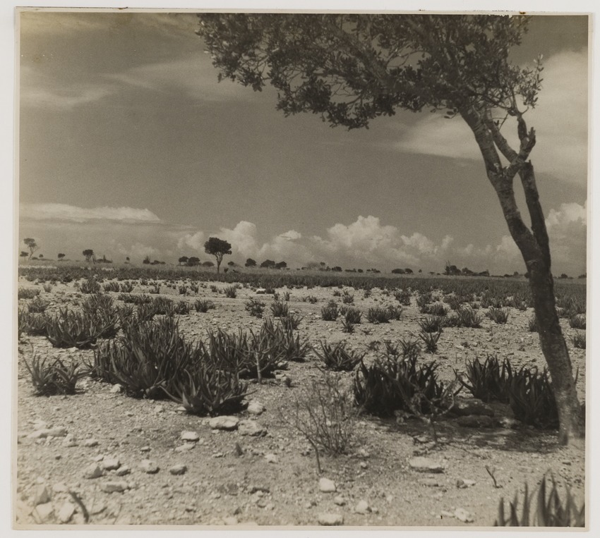 Landschap op Curaçao