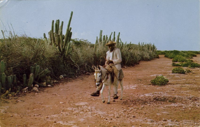 "Typical Country Road Cactus-lined dirt-road in the countryside (known as "koonookoo" to the native.) Curacao N.A."