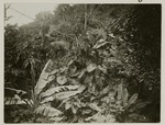 Araceae en Musaceae (banaan) in een bergkloof op Saba