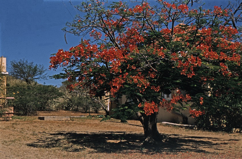 Een bloeiende flamboyant op Curaçao