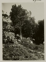 Bergkloof met Amonis caryophyllata (Cinnamontree) op Saba