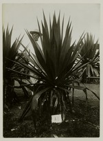 Agaveplanten, Bonaire