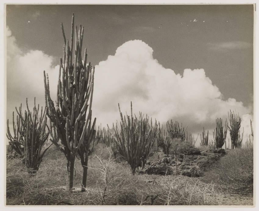 Cactussen op Curaçao