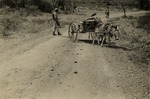 Kar met melkbussen getrokken door een ezel te Curaçao
