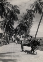 Ossekar te Bonaire