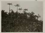 Boomvaren en palmen op Saba