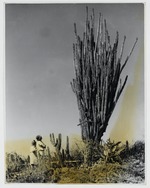 Cactus (cadushi) op Bonaire