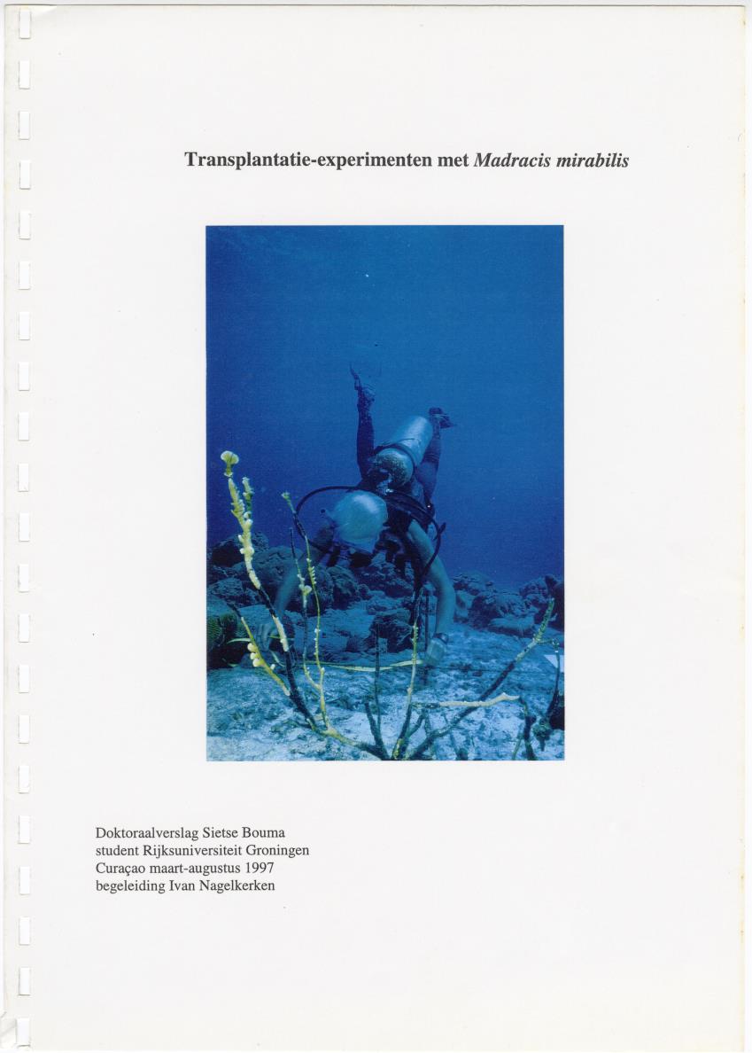 Transplantatie-experimenten met Madracis mirabilis - New Page