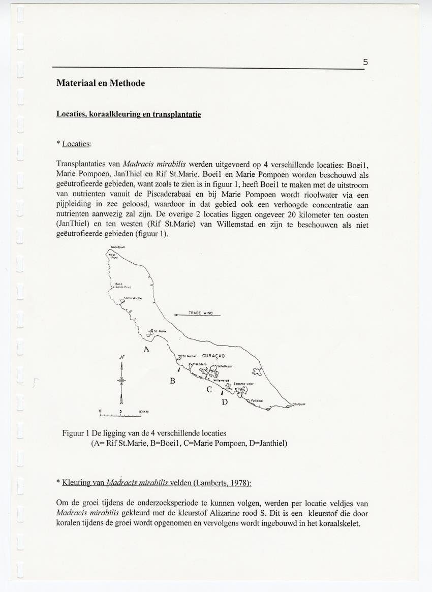 Transplantatie-experimenten met Madracis mirabilis - New Page