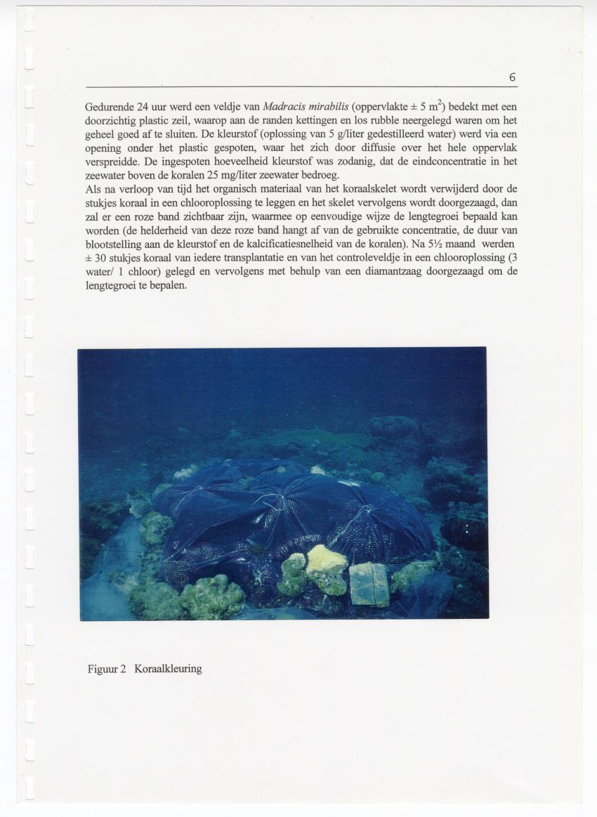 Transplantatie-experimenten met Madracis mirabilis - New Page