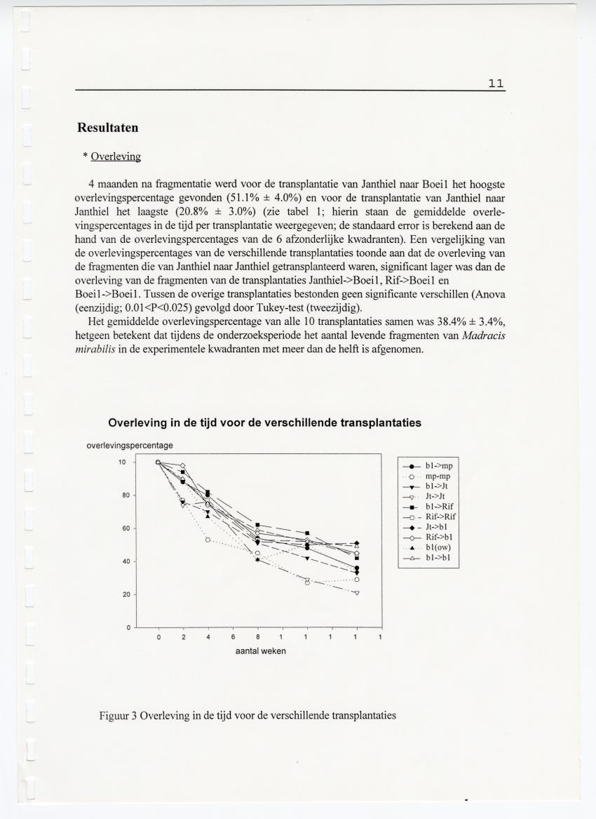 Transplantatie-experimenten met Madracis mirabilis - New Page