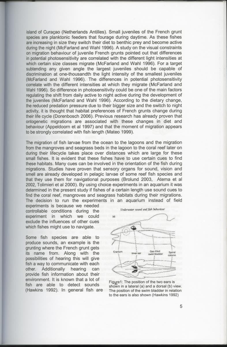 Habitat sound as a cue for migration and settlement of the Caribbean coral reef fish Haemulon flavolineatum in Curacao - New Page
