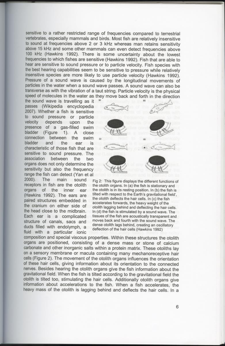 Habitat sound as a cue for migration and settlement of the Caribbean coral reef fish Haemulon flavolineatum in Curacao - New Page