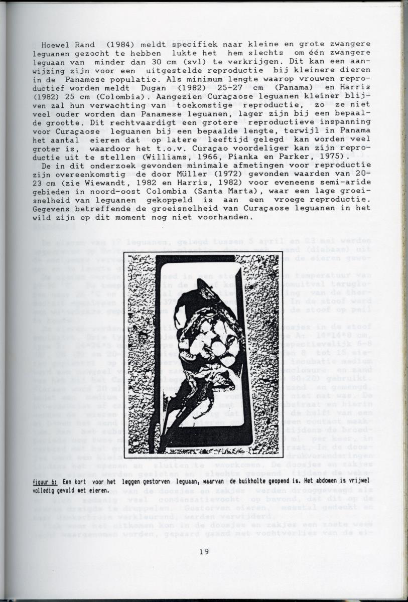 KWEEKEXPERIMENTEN MET DE GROENE LEGUAAN (IGUANA IGUANA) OP CURACAO - New Page