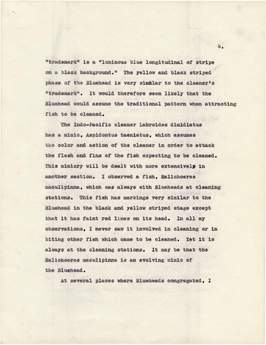 The cleaning symbiosis of the Caribbean - New Page