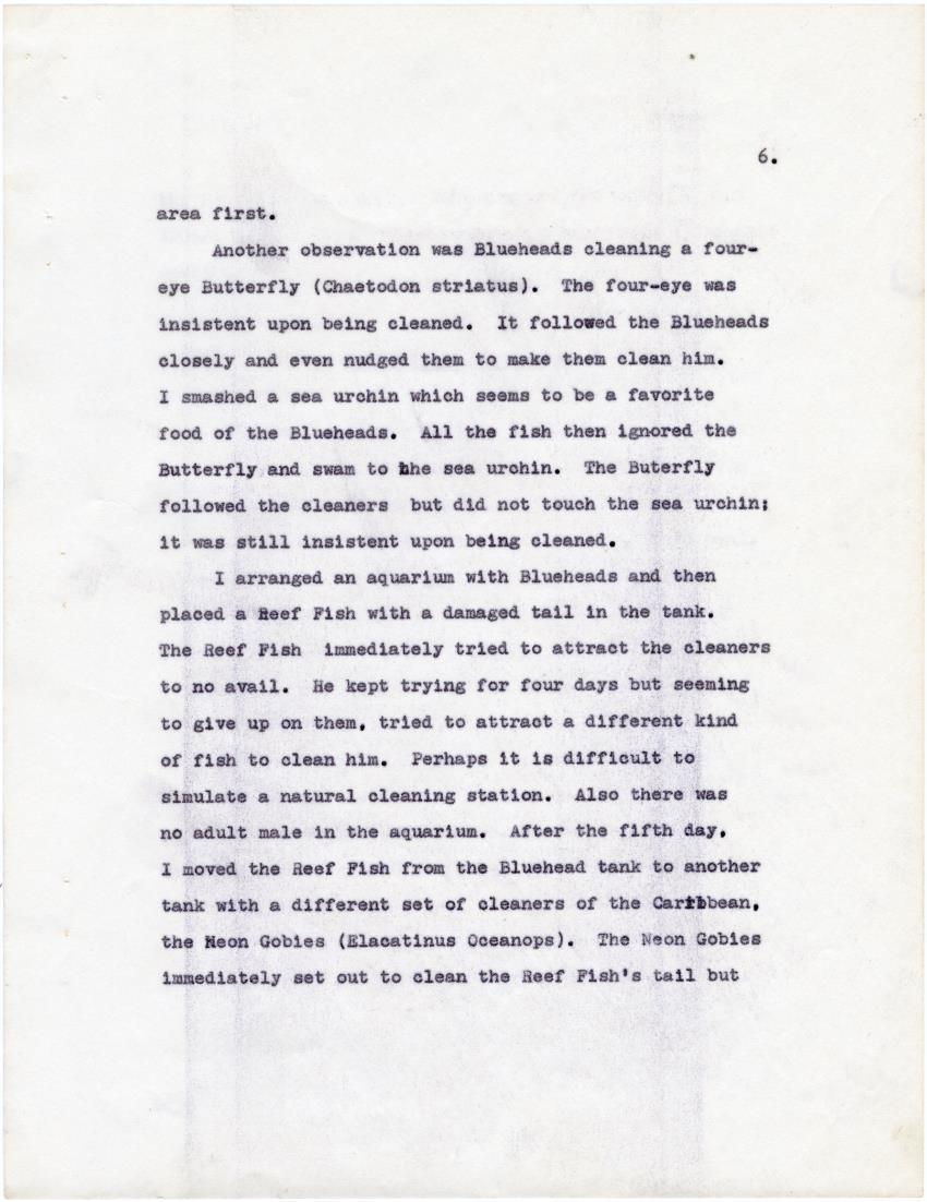 The cleaning symbiosis of the Caribbean - New Page