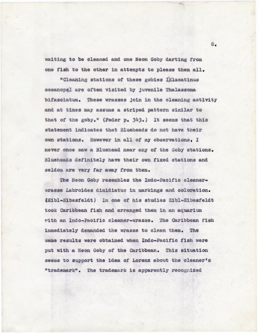 The cleaning symbiosis of the Caribbean - New Page