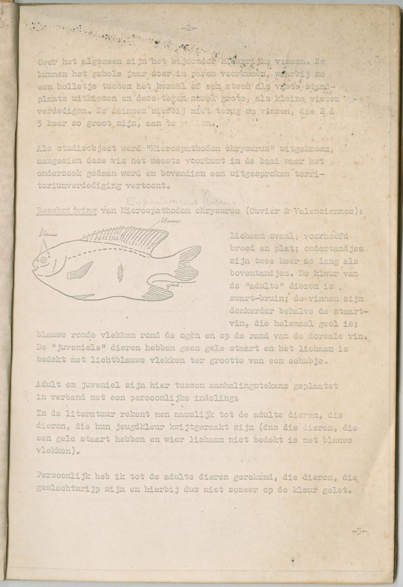 Ethologie van Eupomacentrus fuscus - New Page