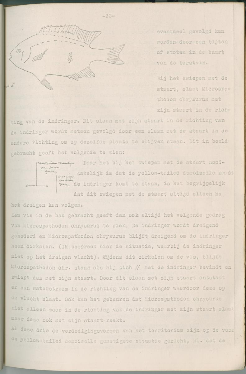 Ethologie van Eupomacentrus fuscus - New Page