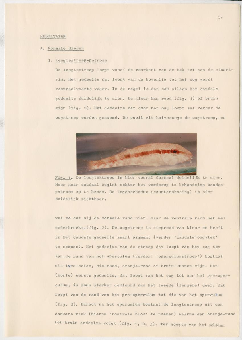 Het kleurgedrag van de normale en blinde vis, Pseudupeneus maculatus, in gevangenschap - New Page