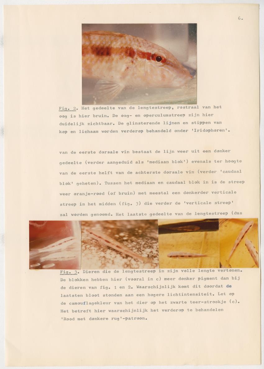 Het kleurgedrag van de normale en blinde vis, Pseudupeneus maculatus, in gevangenschap - New Page