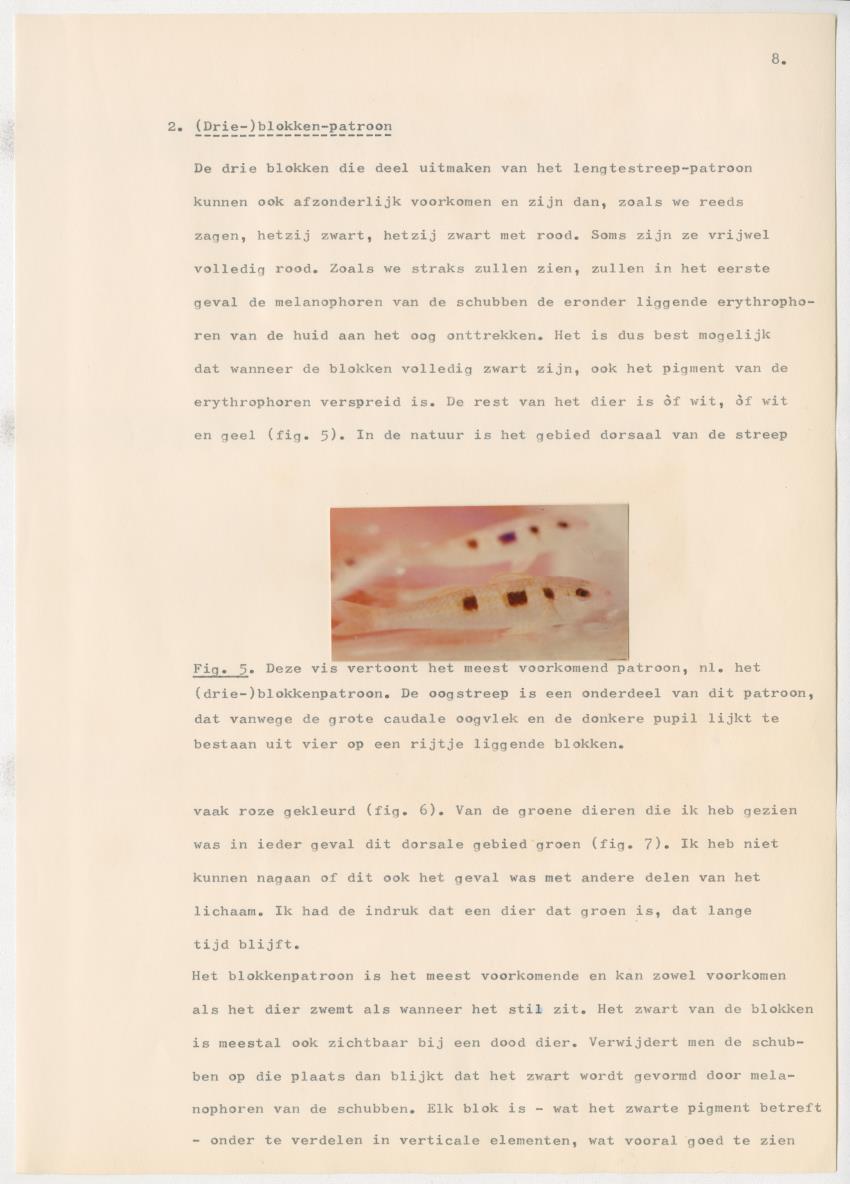 Het kleurgedrag van de normale en blinde vis, Pseudupeneus maculatus, in gevangenschap - New Page