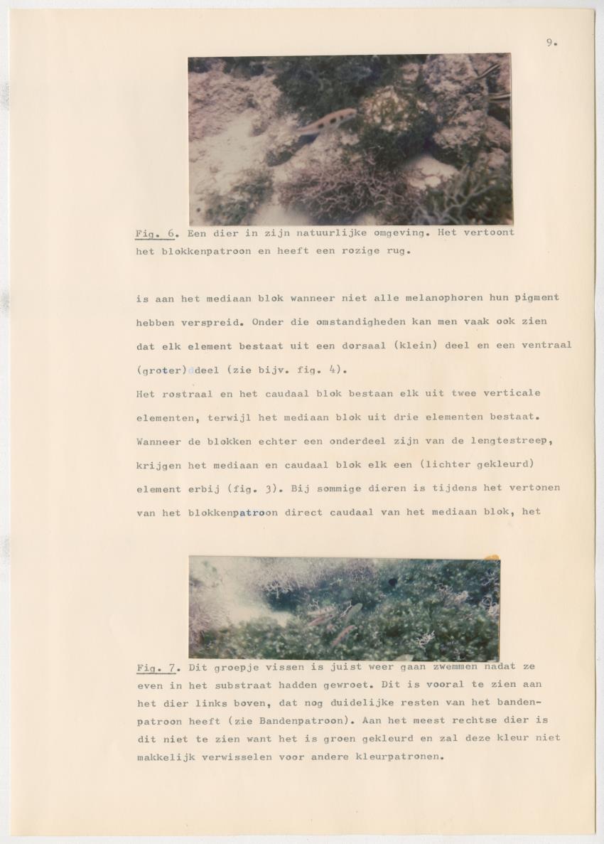 Het kleurgedrag van de normale en blinde vis, Pseudupeneus maculatus, in gevangenschap - New Page