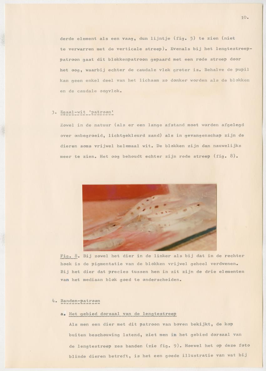 Het kleurgedrag van de normale en blinde vis, Pseudupeneus maculatus, in gevangenschap - New Page