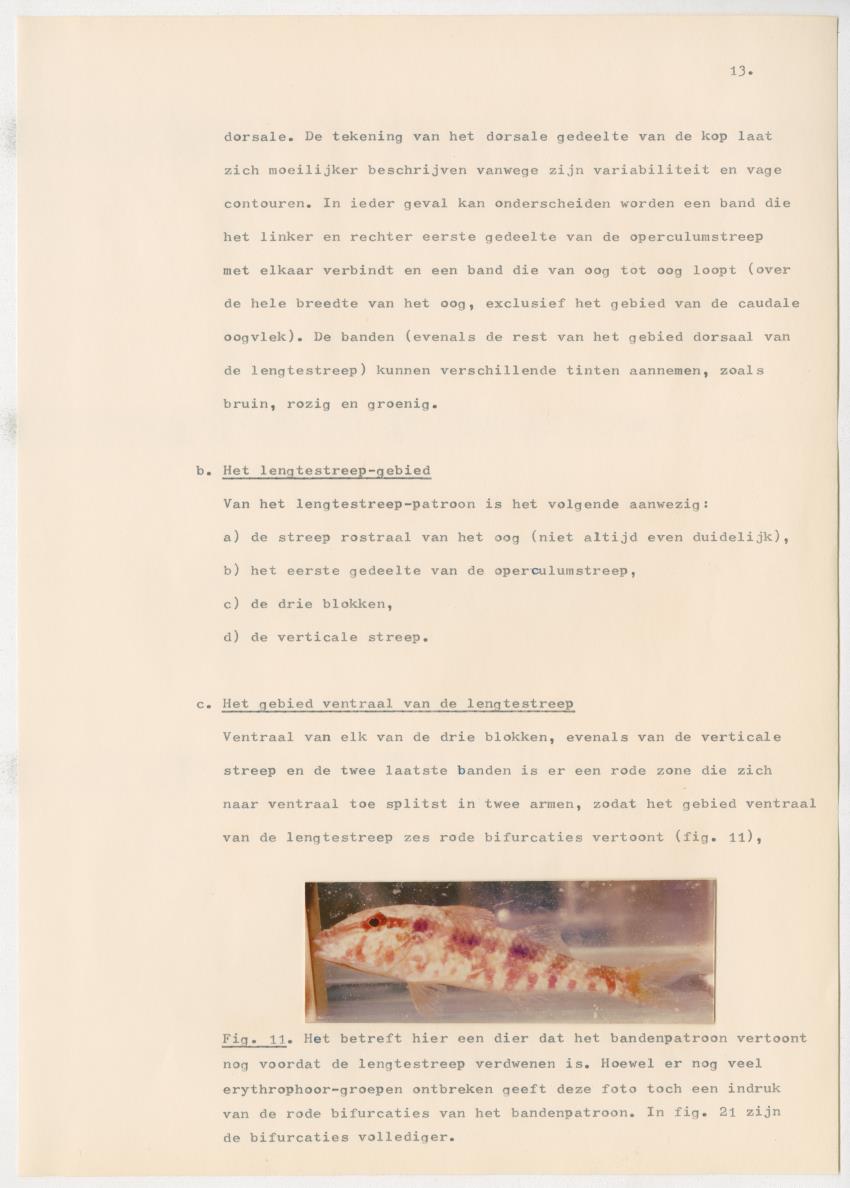 Het kleurgedrag van de normale en blinde vis, Pseudupeneus maculatus, in gevangenschap - New Page