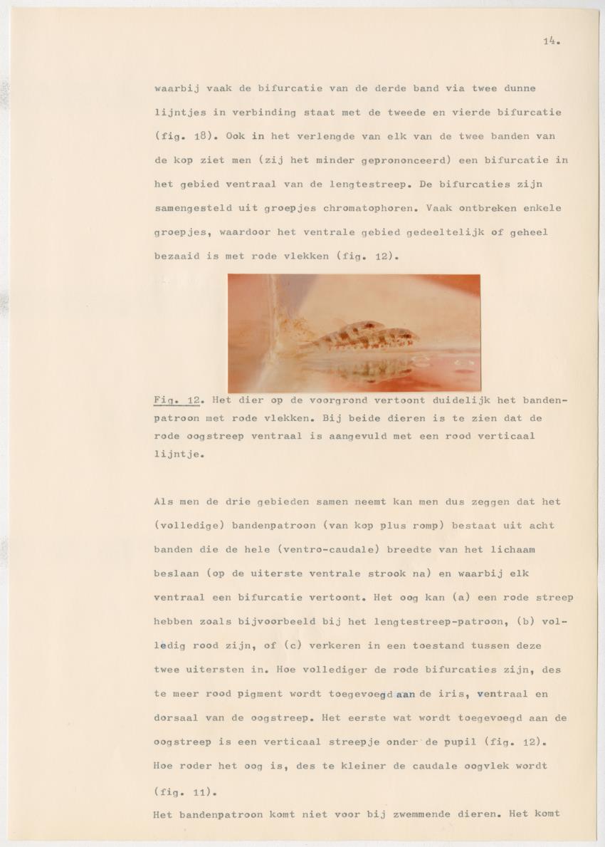 Het kleurgedrag van de normale en blinde vis, Pseudupeneus maculatus, in gevangenschap - New Page