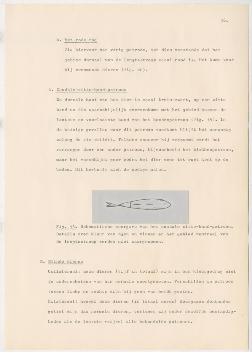 Het kleurgedrag van de normale en blinde vis, Pseudupeneus maculatus, in gevangenschap - New Page