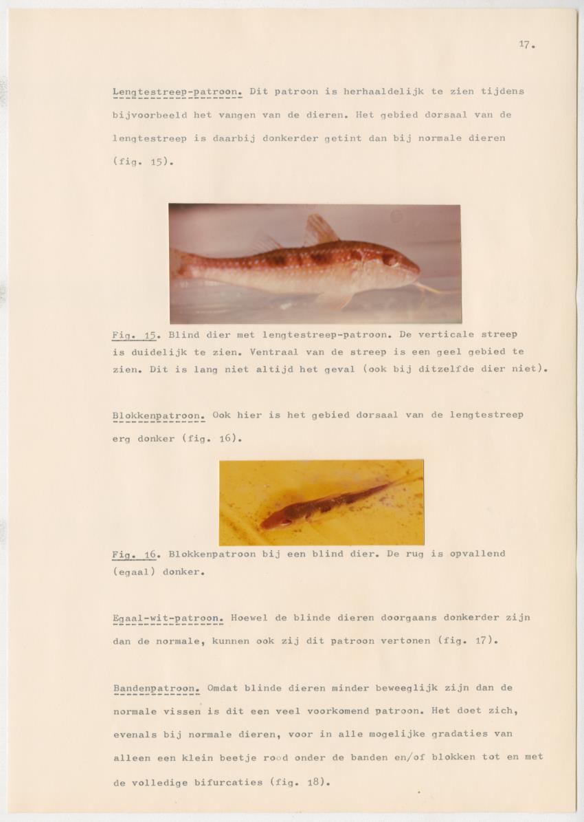 Het kleurgedrag van de normale en blinde vis, Pseudupeneus maculatus, in gevangenschap - New Page