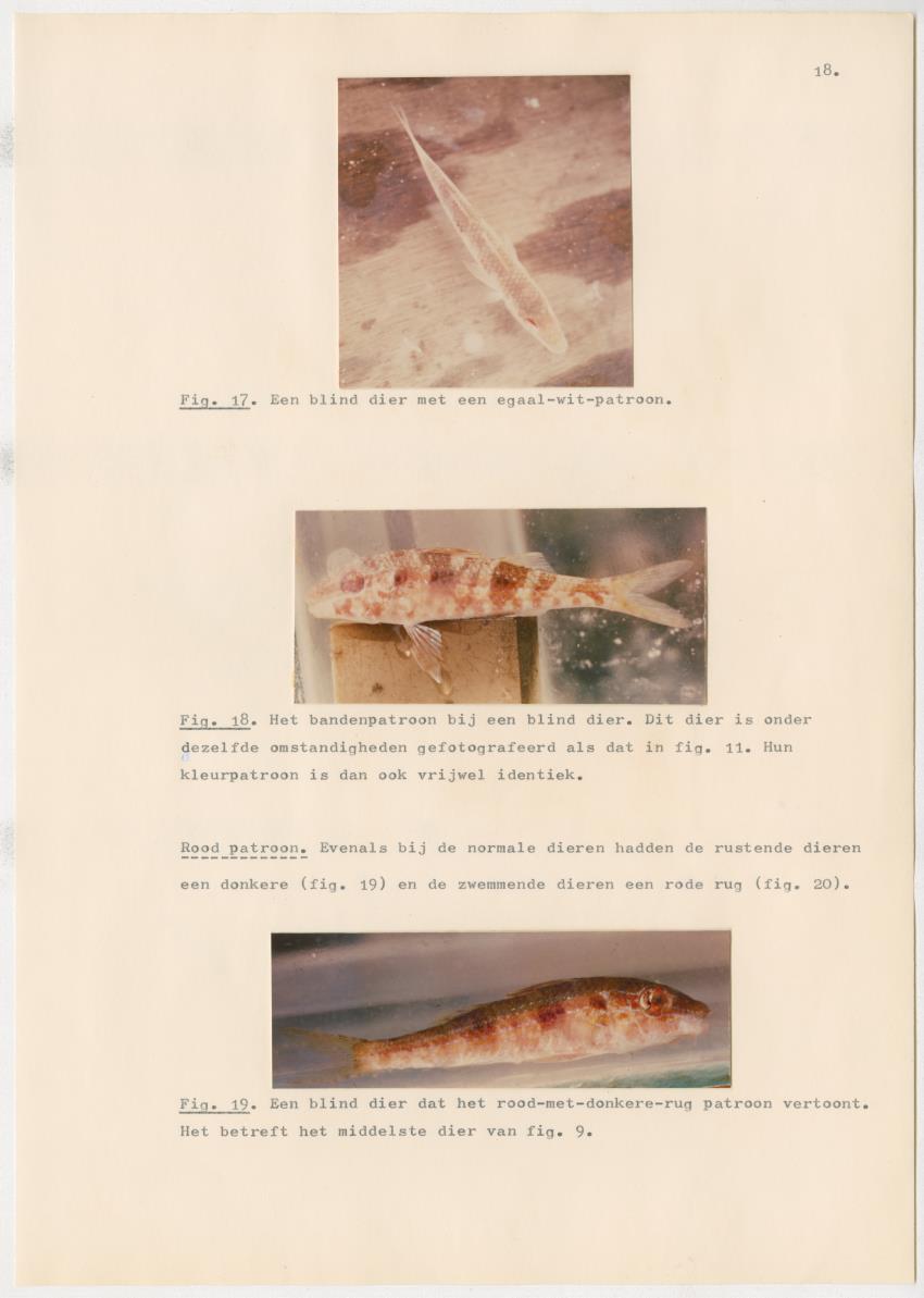 Het kleurgedrag van de normale en blinde vis, Pseudupeneus maculatus, in gevangenschap - New Page