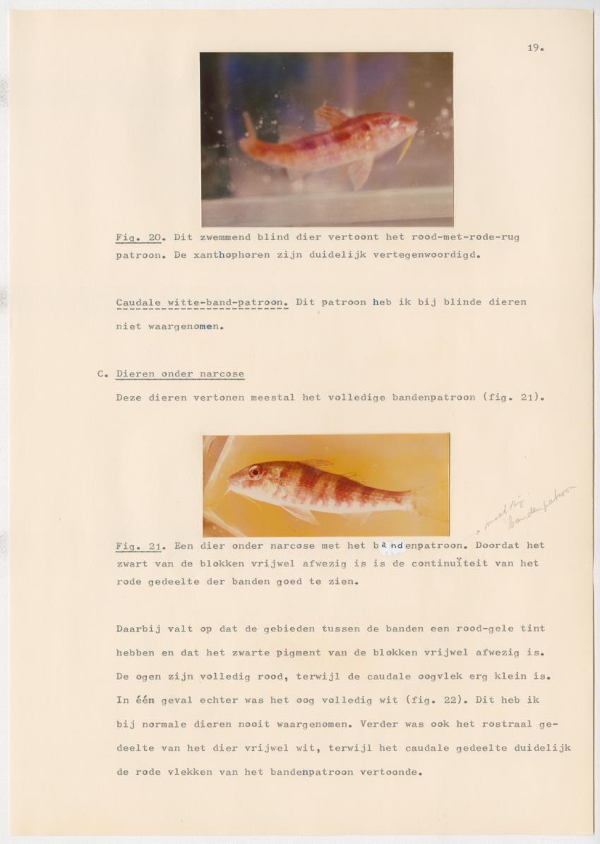 Het kleurgedrag van de normale en blinde vis, Pseudupeneus maculatus, in gevangenschap - New Page