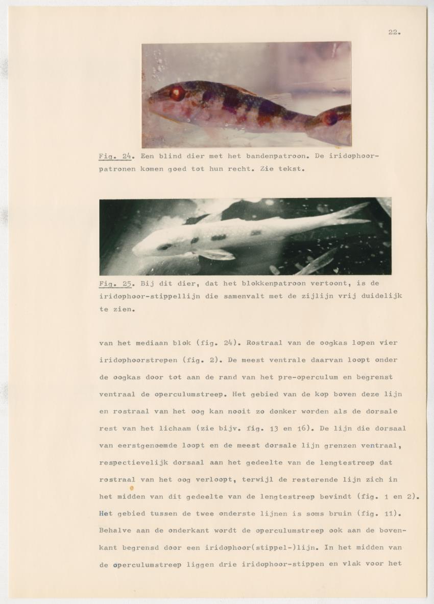 Het kleurgedrag van de normale en blinde vis, Pseudupeneus maculatus, in gevangenschap - New Page