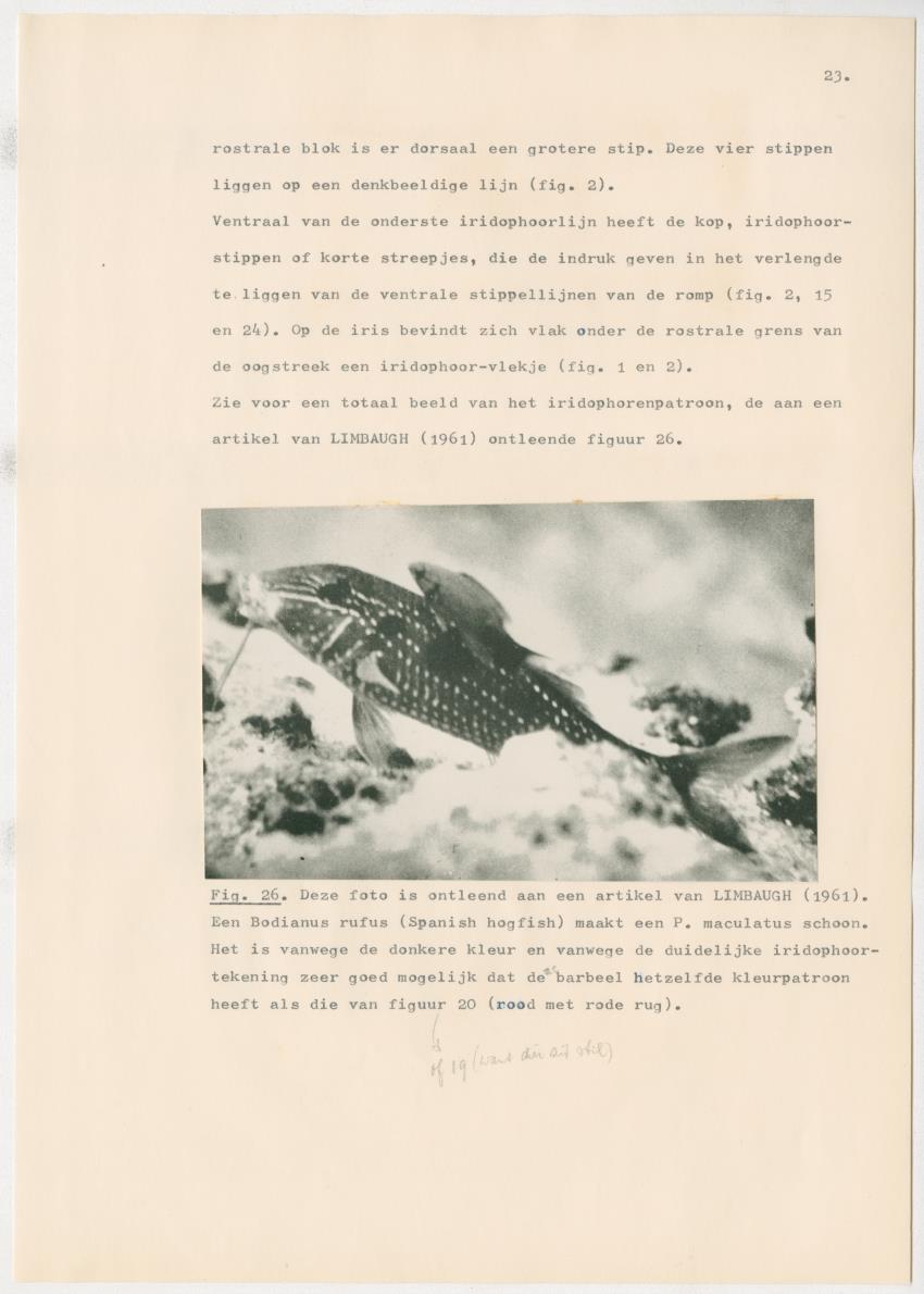 Het kleurgedrag van de normale en blinde vis, Pseudupeneus maculatus, in gevangenschap - New Page