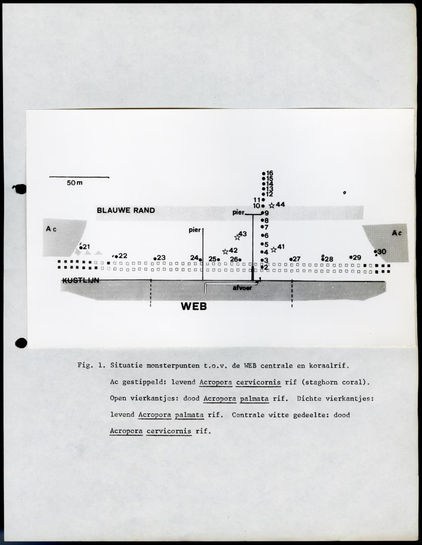 De invloed van het water en energie bedrijf (Bonaire) op het koraalrif - New Page