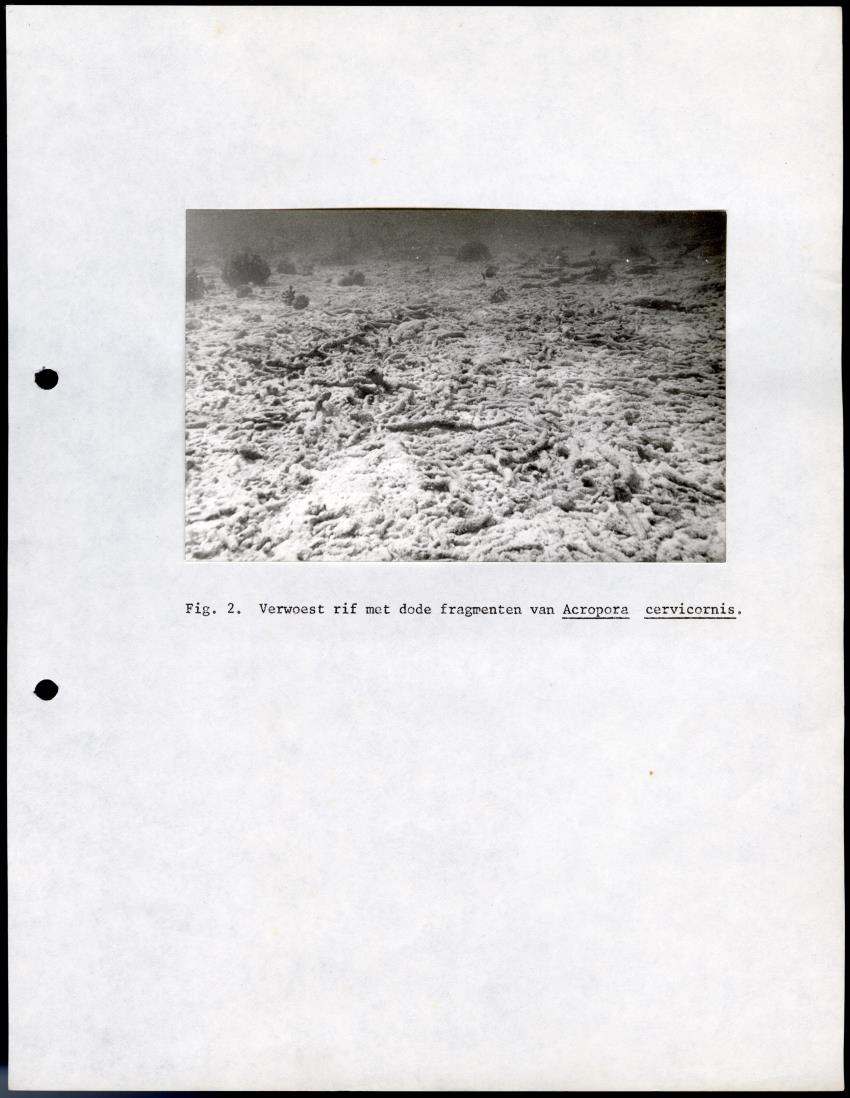 De invloed van het water en energie bedrijf (Bonaire) op het koraalrif - New Page