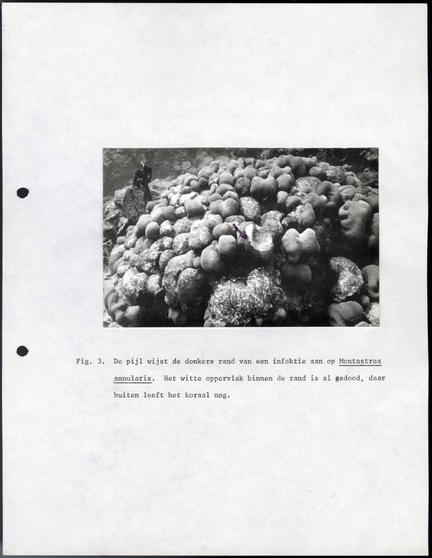 De invloed van het water en energie bedrijf (Bonaire) op het koraalrif - New Page