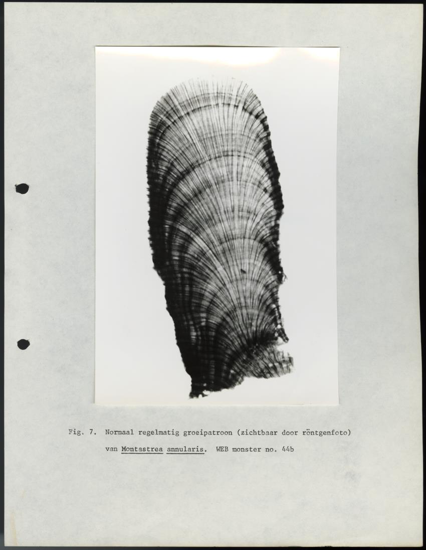De invloed van het water en energie bedrijf (Bonaire) op het koraalrif - New Page