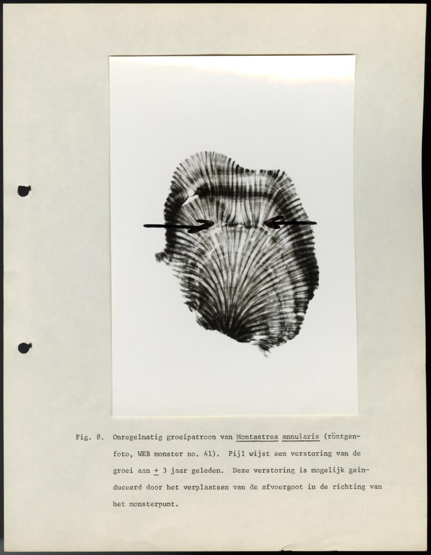 De invloed van het water en energie bedrijf (Bonaire) op het koraalrif - New Page