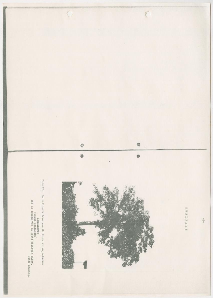 Z-Rapport over het gedurende de maanden juli en augustus 1961 in Suriname en de Nederlandse Antillen ten behoeve van het tien jaren plan verrichte onderzoek op het gebied van de Bosbouw - New Page