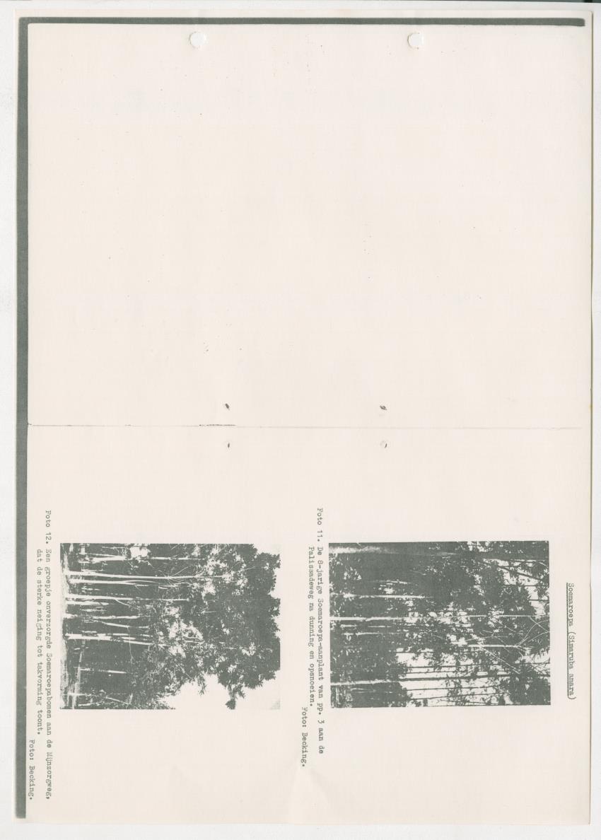Z-Rapport over het gedurende de maanden juli en augustus 1961 in Suriname en de Nederlandse Antillen ten behoeve van het tien jaren plan verrichte onderzoek op het gebied van de Bosbouw - New Page